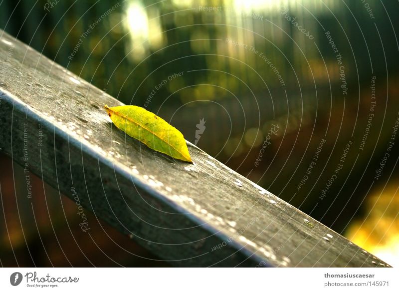 Herbstanzeichen Baum Blatt grün gelb Physik frisch Kraft Sommer sprießen Wachstum Erholung ruhig Gelassenheit Zufriedenheit Fluss Bach Wärme Erfinden Natur