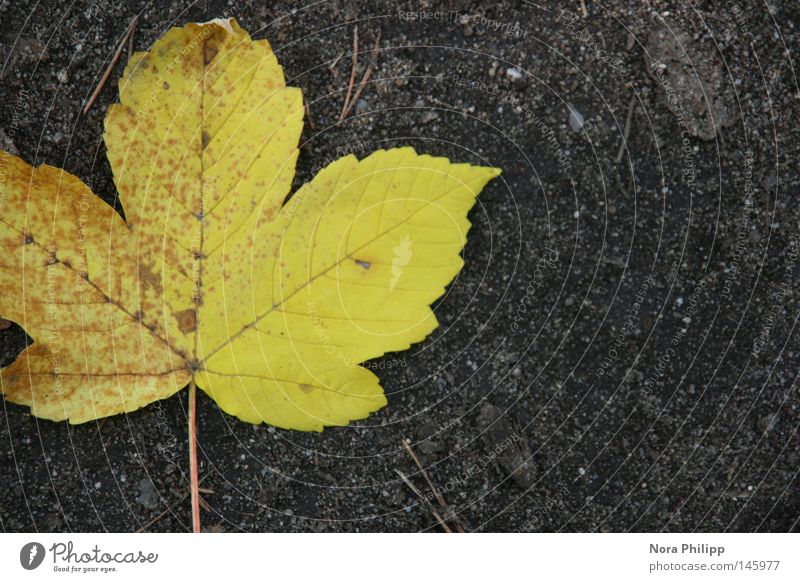 unterwegs... Textfreiraum rechts Kontrast Vogelperspektive schön Ausflug Natur Erde Herbst Blatt Linie natürlich gelb grau Hoffnung Glaube Symmetrie