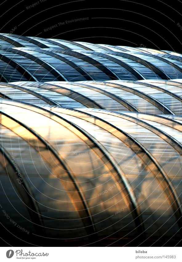 Gewächshaus-Ästhetik Tunnel Folie Sonne Licht Schatten Farbe orange gelb schwarz blau weiß rund Wellen Lichtspiel schön geschmackvoll ästhetisch Gemüse Kultur