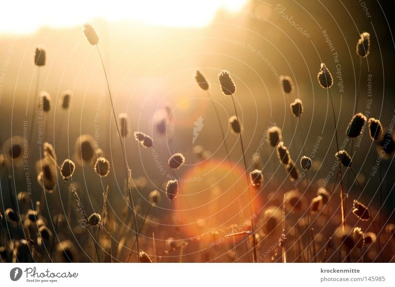 Tanz in der Sonne Halm Gras Landwirtschaft Ackerbau Feldarbeit Versorgung Appetit & Hunger Italien Samen Fruchtstand gelb gold Morgen Getreide Sonnenlicht