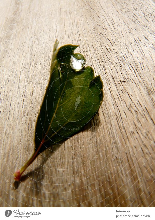 Der Herbst im September Blatt Holz Tisch Wassertropfen Gefäße Holzstruktur Maserung grün Lupe Regen Tau Brennglas frühherbst