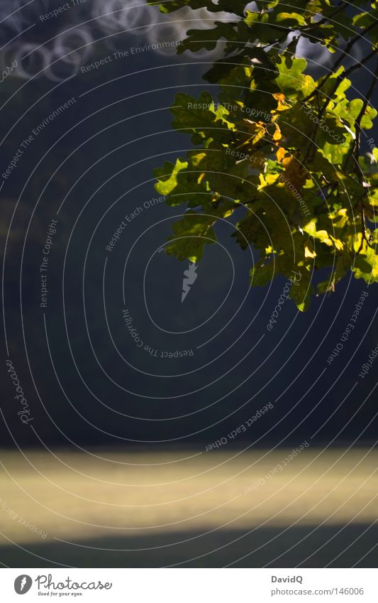 Eiche Baum Geäst Zweige u. Äste Blatt Laubbaum Herbst Herbstbeginn Oktober Licht Schatten Kontrast Unschärfe Kreis Canolta Spiegellinsenobjektiv (Effekt)