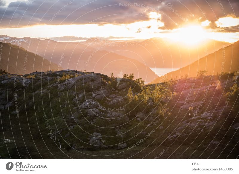 Auf Augenhöhe Landschaft Hügel Berge u. Gebirge Fjord ruhig träumen Sommersonnenwende Baum Wärme orange leuchten Beleuchtung Idylle Abenddämmerung glänzend