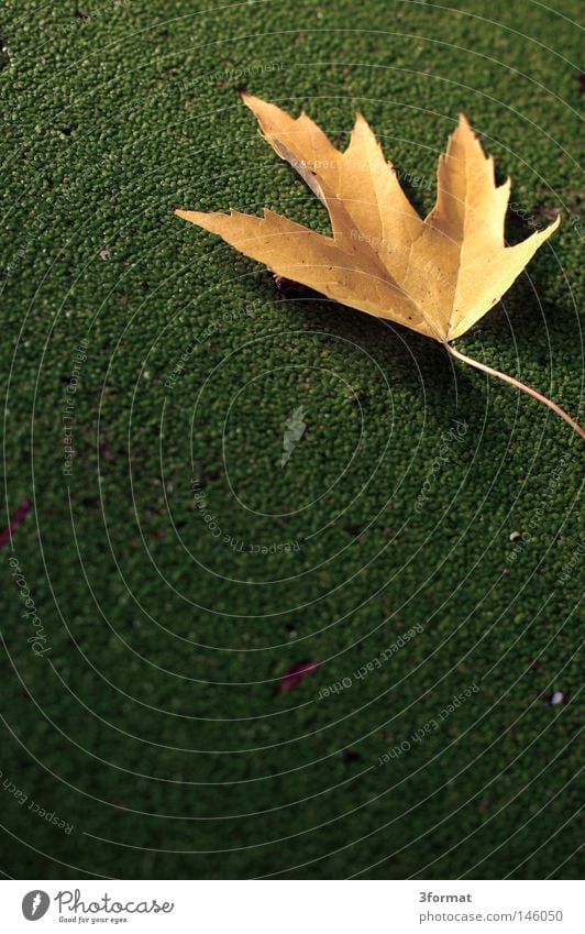 Herbsttag Wasserlinsen Algen Pflanze fallen Sturz leer Erwartung Einsamkeit Langeweile Ferne ruhig Tau Sonnenaufgang Morgen weich grün Park Grünfläche