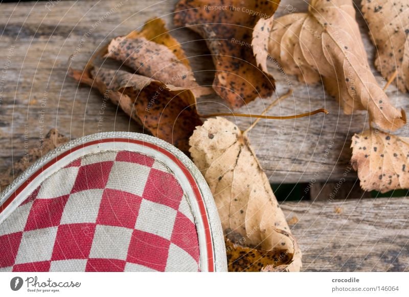 Herbstlaub Blatt Lieferwagen kariert Holz Bank stehen rot mehrfarbig weiß braun Makroaufnahme Nahaufnahme schön hernst herbstlich