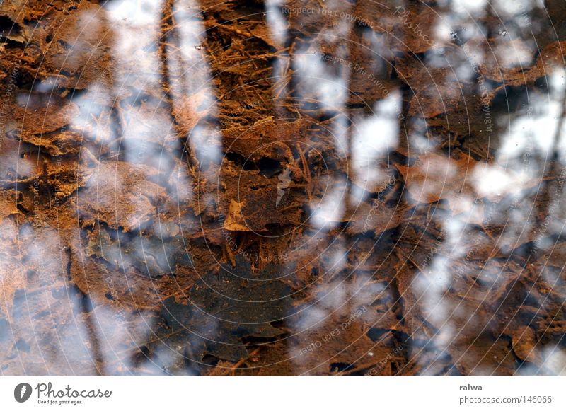 Auf dem Grund Wasser Natur Herbst Licht Reflexion & Spiegelung Lichterscheinung Urelemente Sensenmann Leben tief Meerestiefe Lichtquelle Blitzeffekt Tiefe Tod