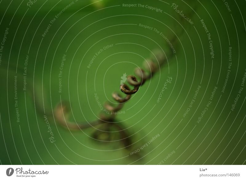 nature Natur Pflanze Gras Wachstum grün Reifezeit gestreift Spirale Halm unklar gedreht Brennpunkt fokussieren fein Tiefenschärfe Schnörkel Hintergrundbild