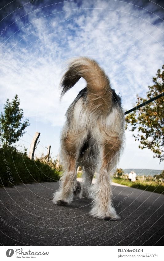 Kiss my Ass Hund Tier Haustier Spaziergang Fell Zottel Schwanz Hinterteil ignorieren laufen Luft Unlust leck mich Säugetier Gassi gehen Vierbeiner