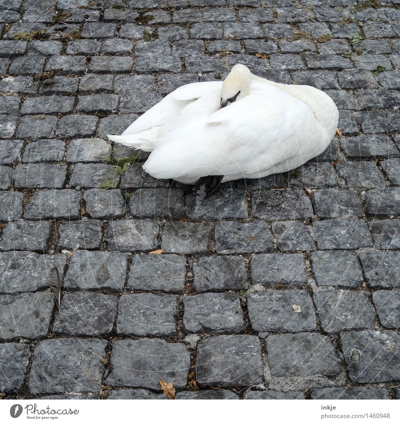 Winterschlaf Herbst Klima schlechtes Wetter Menschenleer Platz Kopfsteinpflaster Wildtier Schwan 1 Tier Stein frieren hocken schlafen kalt grau weiß Stadt