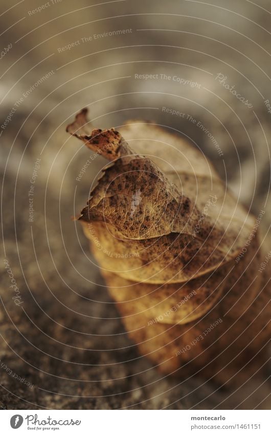 schwungvoll Umwelt Natur Pflanze Erde Herbst Blatt Grünpflanze Wildpflanze alt dunkel dünn authentisch einfach kalt nah natürlich Spitze trist trocken wild