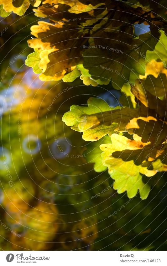 anti-herbstgrau Baum Geäst Zweige u. Äste Blatt Laubbaum Eiche Herbst Herbstbeginn Oktober Licht Schatten Kontrast Unschärfe Kreis Canolta