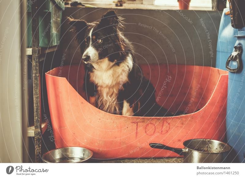 Tod, sitz! Haustier Hund hocken Blick sitzen Traurigkeit warten Häusliches Leben niedlich trist Stimmung Wachsamkeit bescheiden demütig Sorge Trauer Einsamkeit