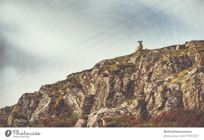 Berg-Boss. Hügel Felsen Tier Nutztier 1 Blick Wachsamkeit Natur Berge u. Gebirge beobachten oben rebellisch Ziegenbock Vorgesetzter Farbfoto Tag