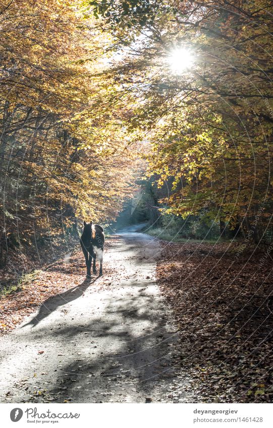 Pferd zwischen Herbstbäumen in einem Forest Park Natur Landschaft Tier Baum Blatt Wald wild braun gelb fallen Weide Licht Hengst altehrwürdig Jahreszeiten