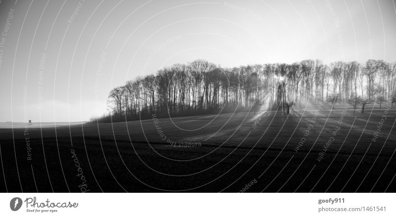 Morgenstund hat Gold im Mund Landschaft Himmel Sonnenaufgang Sonnenuntergang Sonnenlicht Schönes Wetter Eis Frost Baum Wiese Wald Dorf Menschenleer genießen