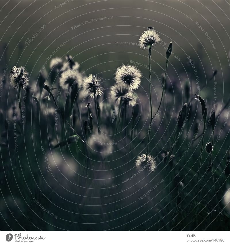 trauerblumen Wiese Feld Gras Halm Blume Löwenzahn Pflanze Wachstum Herbst Winter dunkel Einsamkeit grün braun Abend Nacht Mondschein Licht kalt Trauer