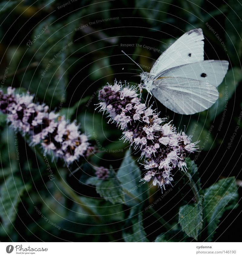 Pause Schmetterling Pflanze ruhig Blume Blüte Staubfäden saugen Ernährung grün Insekt schön klein Makroaufnahme Nahaufnahme Natur Detailaufnahme Nektar