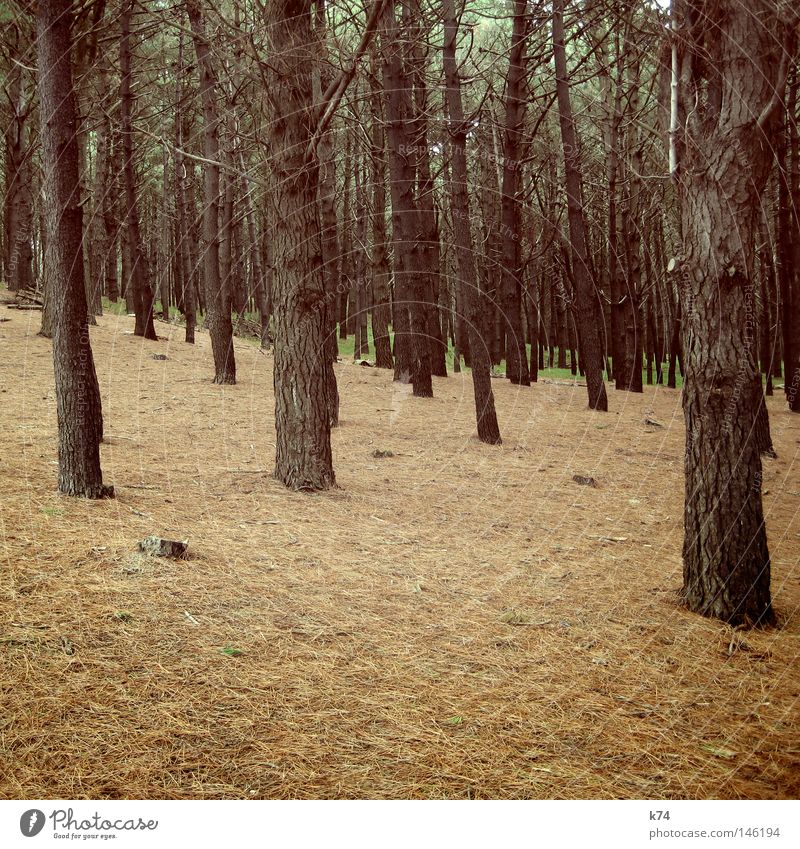 WALD Wald Baum Berghang Steigung abwärts Fichte Abholzung gefallen Rohstoffe & Kraftstoffe Tanne Pinie Baumrinde Suche Sammlung grün braun Natur wandern Jäger