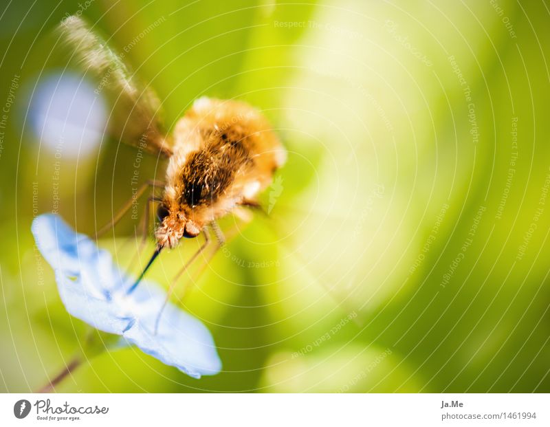 Lunchtime beim Hummelschweber Natur Pflanze Tier Frühling Sommer Schönes Wetter Blüte Garten Wildtier Fliege Flügel Fell Insekt Zweiflügler Hummelfliege