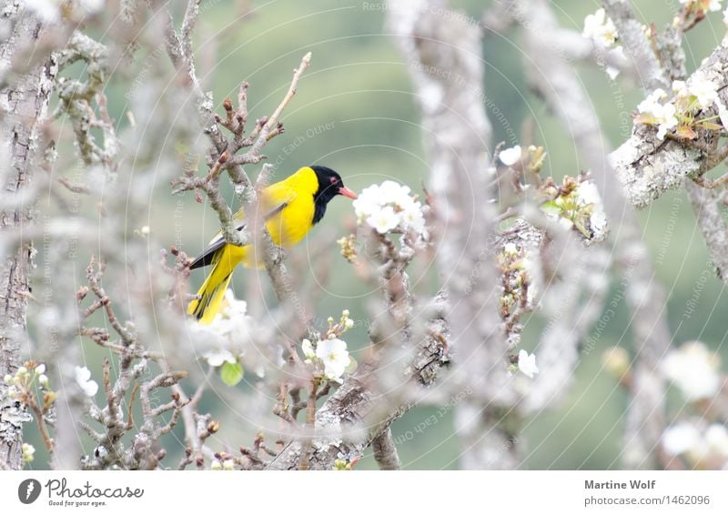 schwarz-gelb Natur Tier Frühling Baum Vogel 1 exotisch Farbe Afrika KwaZulu-Natal Maskenweber Ploceus velatus Southern masked weaver Webervogel