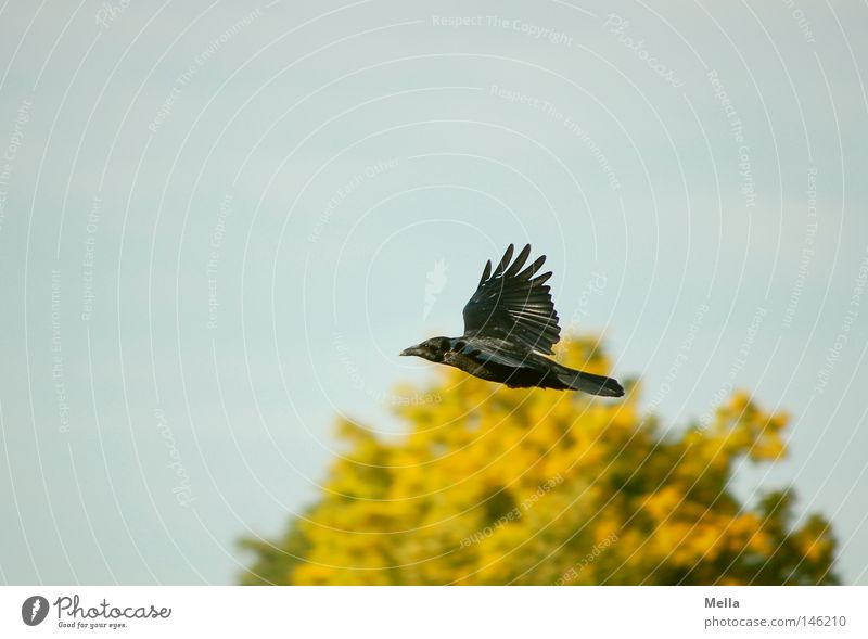 Der Meister ruft Krähe Rabenvögel Aaskrähe fliegen Herbst Baum Blatt Baumkrone Himmel blau gelb grün schwarz Erzählung Märchen Literatur Vogel Luftverkehr