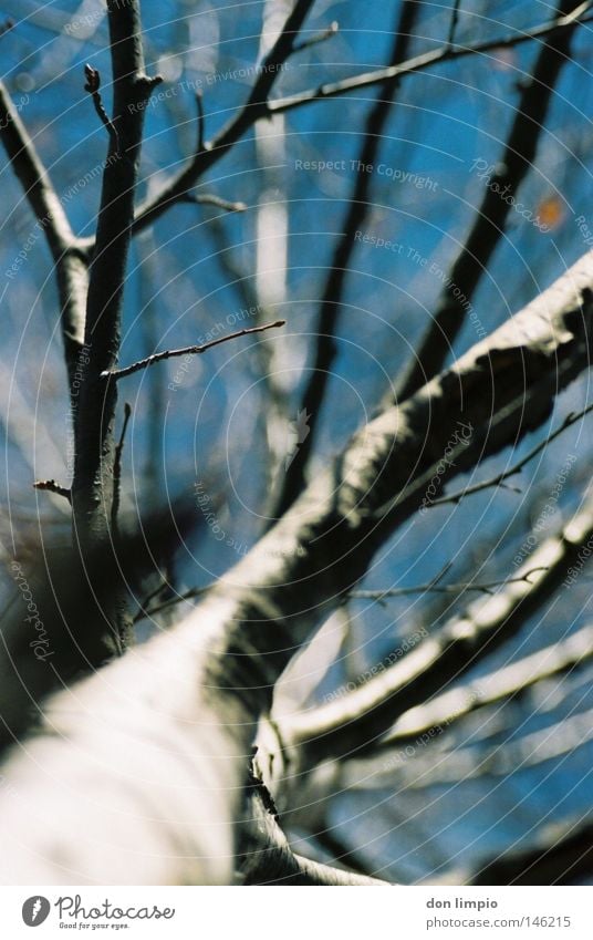 focus Baum Birke Himmel weiß blau Winter Herbst kalt Natur Blatt Geäst hoch oben unten Andorra Unschärfe Tiefenschärfe analog