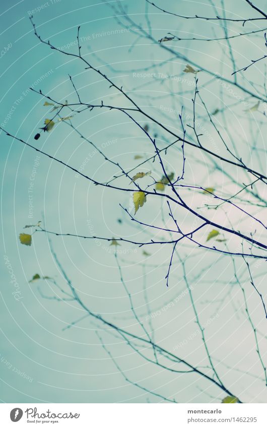 verzweigelt Umwelt Natur Pflanze Luft Himmel Herbst Baum Blatt Grünpflanze Wildpflanze Zweige u. Äste alt ästhetisch dünn authentisch einfach hoch kalt lang