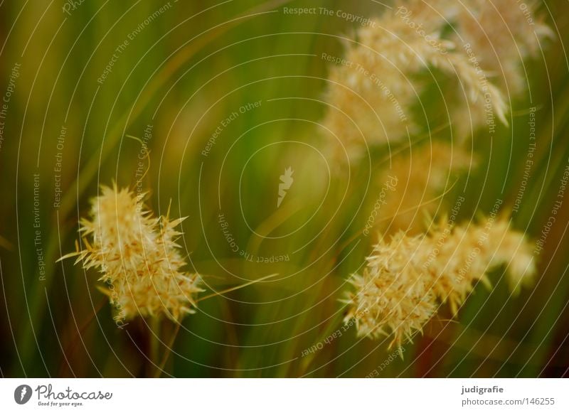 Gras Licht grün Staubfäden Pollen Stengel Halm Ähren glänzend schön weich Rauschen Wiese zart beweglich sensibel federartig Weide Frieden sanft Pflanze Farbe