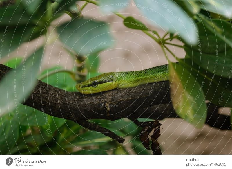 Gartenboa Pflanze Tier Baum Blatt Schlange liegen braun grau grün Baumstamm Hundskopfboa beobachten Tarnung Farbfoto Gedeckte Farben Detailaufnahme Menschenleer