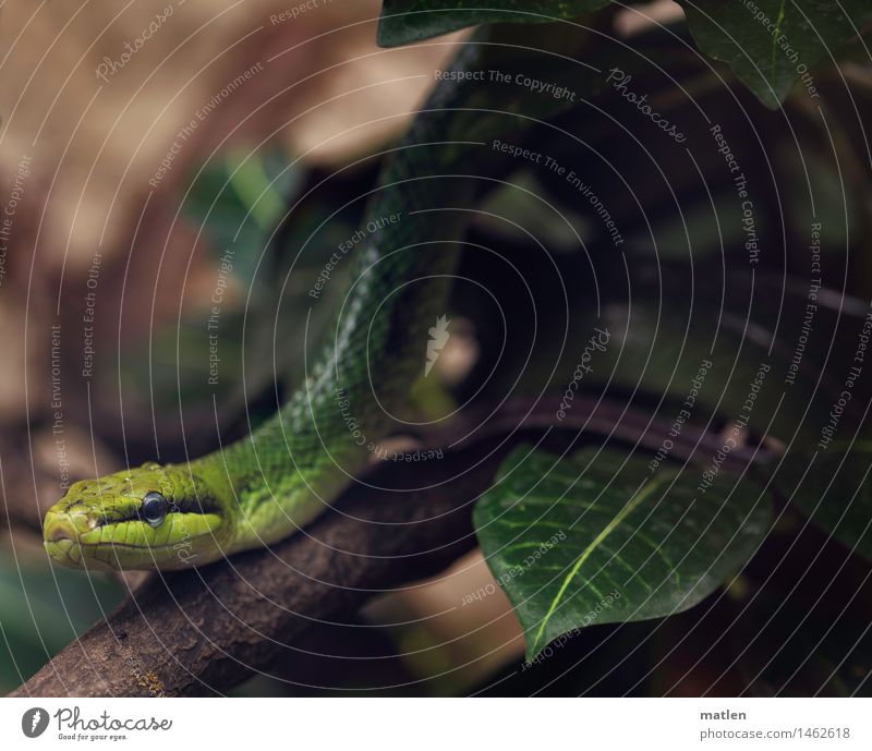 Gartenboa Zoo Sträucher Tier Schlange Tiergesicht Schuppen 1 bedrohlich exotisch braun gelb grün schwarz Ast Blatt Boa Farbfoto Gedeckte Farben Nahaufnahme