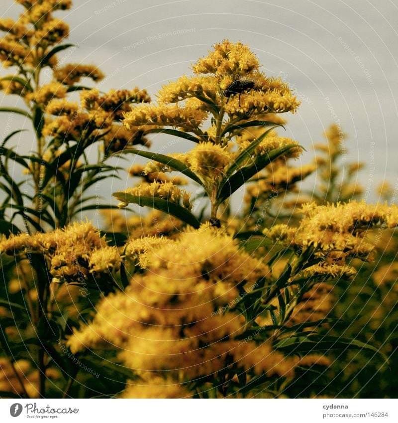 Versteck Pflanze Pause ruhig Natur Makroaufnahme Nahaufnahme Detailaufnahme Blume Blüte Idylle grün gelb Insekt schön klein verstecken verborgen filigran