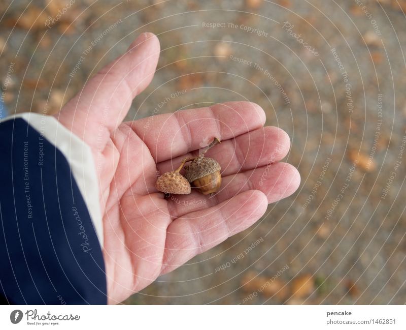 gib nüsschen! Hand Natur Urelemente Erde Herbst authentisch gut trocken Nuss Eicheln Blatt Sand Lebensmittel Wintervorrat Farbfoto Außenaufnahme Nahaufnahme