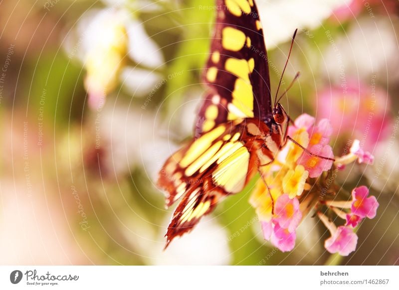 mädchenfarben Natur Pflanze Tier Frühling Sommer Schönes Wetter Blume Blatt Blüte Garten Park Wiese Wildtier Schmetterling Tiergesicht Flügel Facettenauge Beine