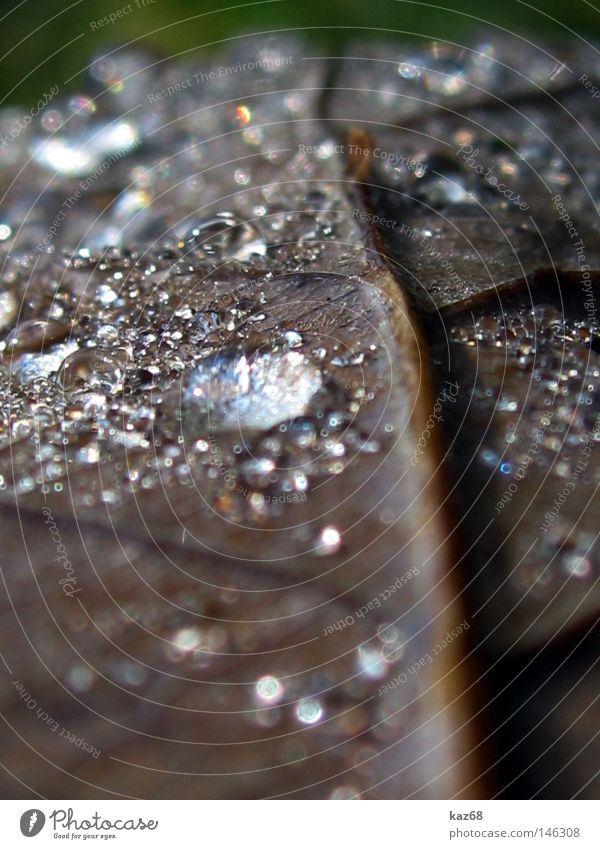 Herbst Regen Wasser Blatt Wetter nass feucht Pflanze glänzend schlechtes Wetter Gefäße Wassertropfen Tropfen braun grün Eichenblatt Gewitter silber Diamant