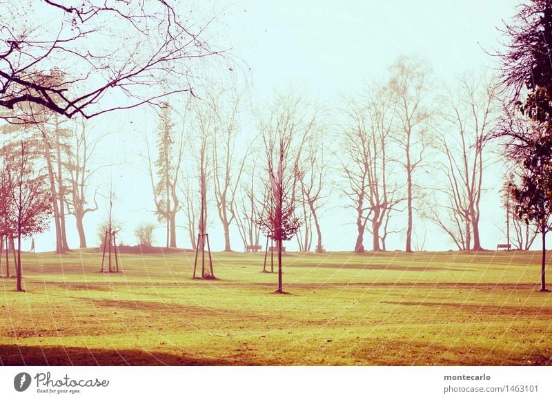 frische luft Umwelt Natur Landschaft Urelemente Erde Luft Himmel Wolkenloser Himmel Sonnenlicht Herbst Klima Schönes Wetter Nebel Pflanze Baum Gras Blatt