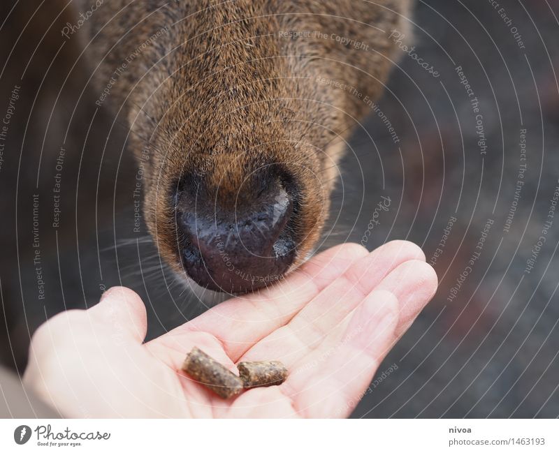 Reh III Lebensmittel Mensch Finger 1 30-45 Jahre Erwachsene Zoo Natur Tier Wildtier beobachten entdecken Fressen füttern hocken frei Zusammensein lecker nah