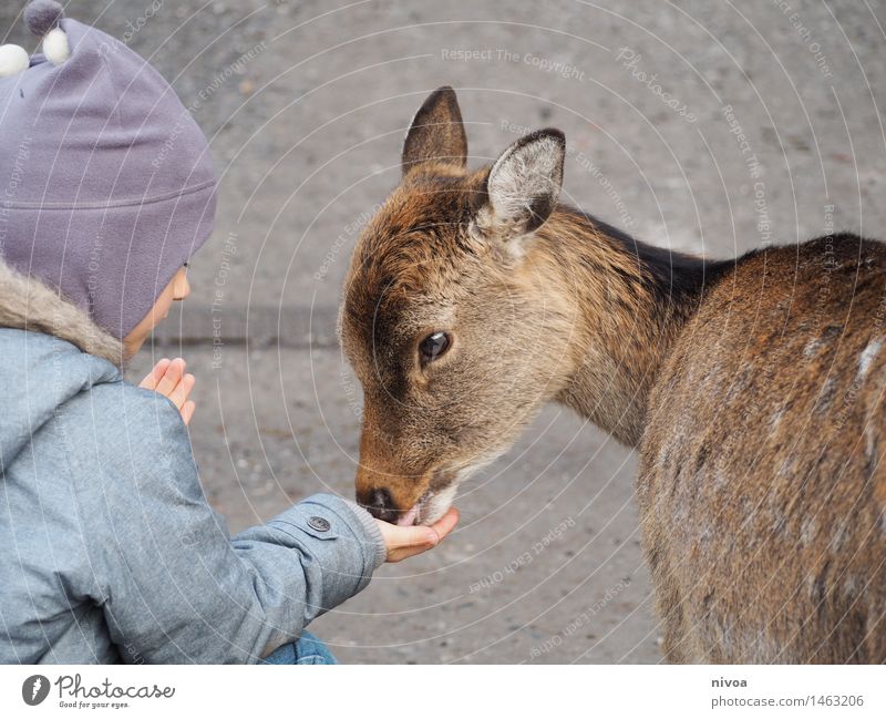 Reh Lebensmittel Ausflug Abenteuer feminin Kind Junge 1 Mensch 3-8 Jahre Kindheit Natur Winter Wege & Pfade Mantel Mütze Tier Wildtier beobachten berühren