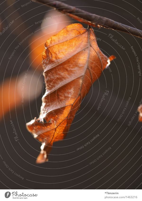 Blatt Natur Pflanze Herbst Schönes Wetter Baum Park Wald sportlich natürlich schön braun Verfall Vergänglichkeit Farbfoto Gedeckte Farben Außenaufnahme