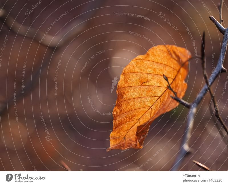 Blatt Natur Pflanze Herbst Schönes Wetter Park Wald ästhetisch natürlich braun Farbfoto Gedeckte Farben Außenaufnahme Makroaufnahme Menschenleer Tag Gegenlicht