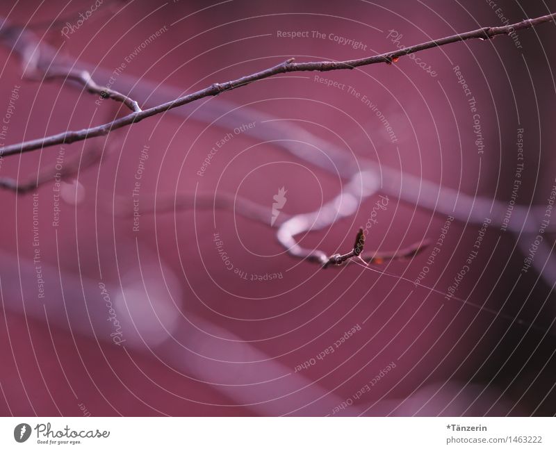 verzweigt Natur Pflanze Herbst Schönes Wetter Zweige u. Äste Garten Park Wald ästhetisch natürlich schön violett rosa Farbfoto mehrfarbig Außenaufnahme