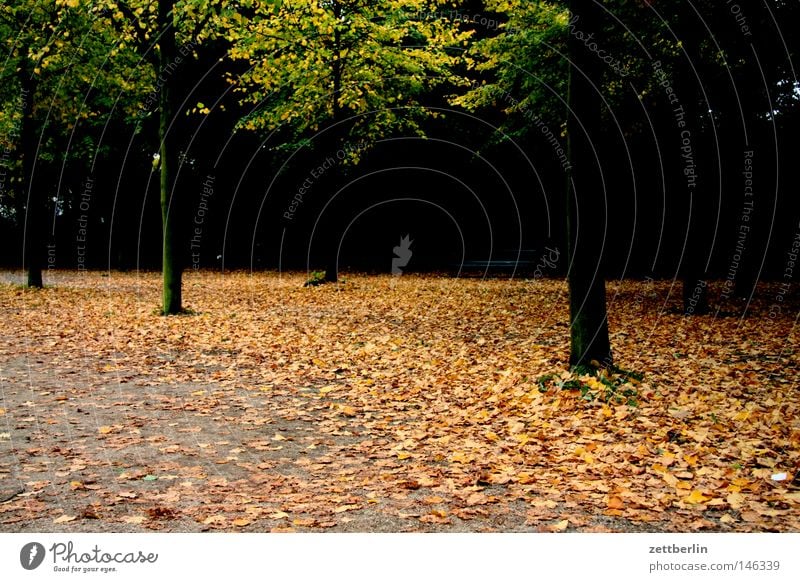 Herbstdepression Wald Park Tiergarten Blatt Herbstlaub mehrfarbig Blattgrün Wege & Pfade Fußweg Spaziergang Rascheln Dämmerung Baum Allee dunkel Trauer