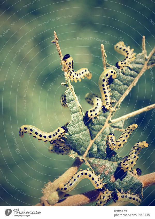 verbissen | all you can eat Natur Sommer Baum Blatt Tier Tiergruppe Bewegung Essen krabbeln bedrohlich klein lecker saftig Geschwindigkeit Leben Raupe Insekt