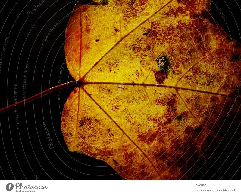 Waldmeister Umwelt Natur Pflanze Herbst Blatt einzigartig klein nah natürlich Originalität gelb orange rot schwarz Vergänglichkeit Wandel & Veränderung Laubbaum