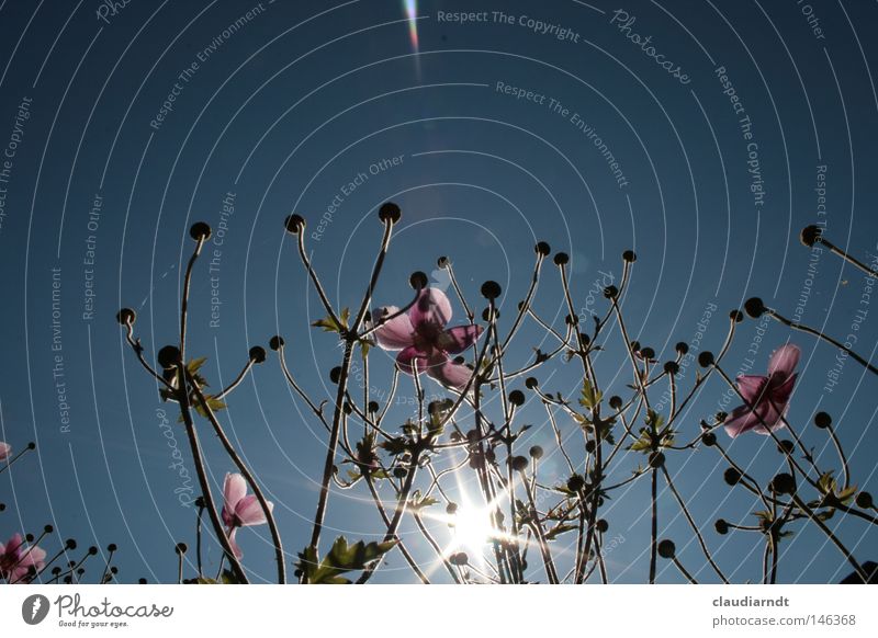 Sonnenanbeter Blume Blüte Blühend Pflanze rosa Sonnenstrahlen Anemonen schön Sonnenbad Perspektive Beleuchtung Käferperspektive