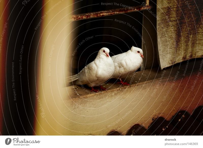 Tauben in dem Balkon Lomografie Tier Vogel Flügel Frieden Feder lomo Taubenvögel Drarock