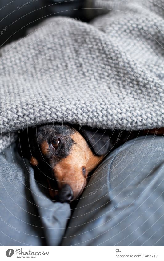 verbissen verschlafen Häusliches Leben Wohnung Sofa Tier Haustier Hund Tiergesicht Dackel 1 Decke Erholung niedlich Geborgenheit Tierliebe Farbfoto