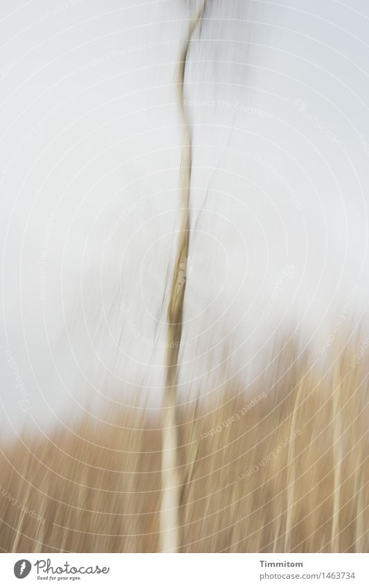 Herausragend. Natur Himmel Herbst Baum Wald stehen Wachstum ästhetisch hoch kahl Baumstamm herausragen Farbfoto Außenaufnahme Menschenleer Tag