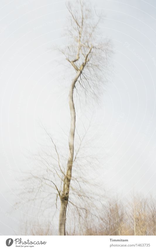 Wie ist mir nur? Umwelt Natur Pflanze Himmel Winter Baum Wald ästhetisch hoch einzeln kahl Irritation unklar Bewegungsunschärfe Farbfoto Außenaufnahme