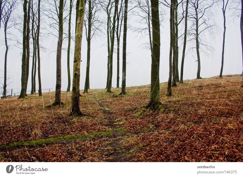 Buchen suchen Suche Wald Baumstamm Holz Forstwirtschaft Holzwirtschaft wandern Fußweg Klippe Ostsee Herbst Winter Nebensaison Wege & Pfade Zaun Absturzgefahr