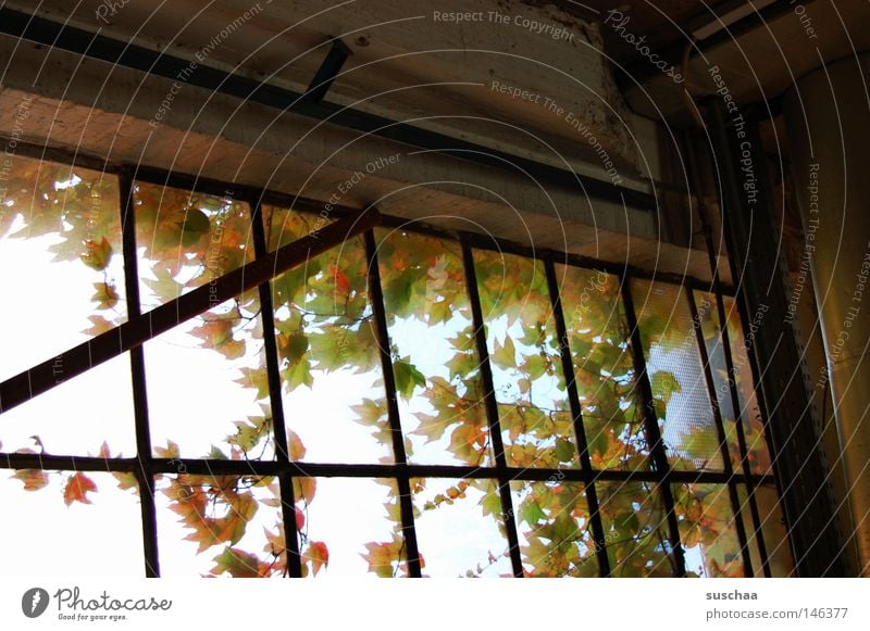 fenster I Fenster Aussicht Fensterscheibe Glasscheibe Blatt mehrfarbig Herbst Einsamkeit ruhig abgelegen verfallen baufällig trist introvertiert